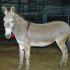Mustang Adoption At Arena One